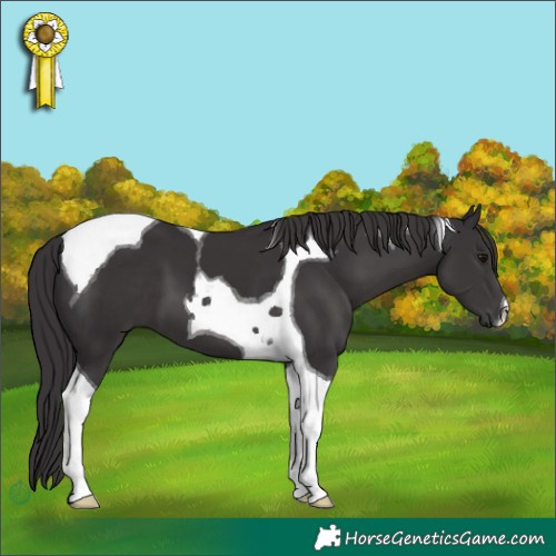 Horse Color:Smoky Black Tobiano 