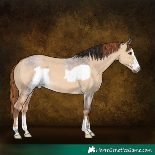 Horse Color:Liver Red Dun Roan Frame and Red Dun