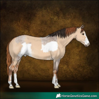 Horse Color:Liver Red Dun Roan Frame  and Red Dun 