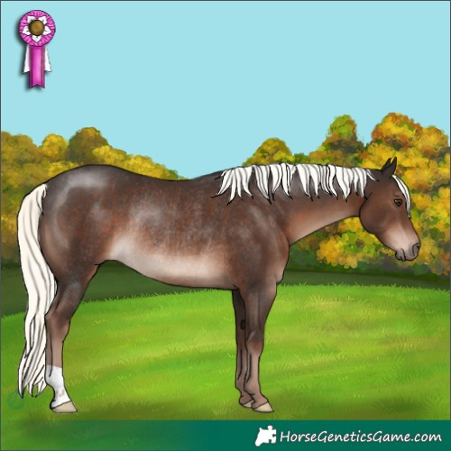 Horse Color:Liver Chestnut Mushroom Rabicano 
