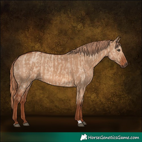 Horse Color:Red Dun  and Red Dun 