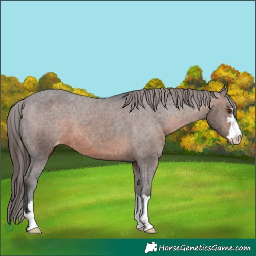 Horse Color:Brown Appaloosa 