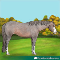 Horse Color:Brown Appaloosa
