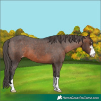 Horse Color:Brown Appaloosa