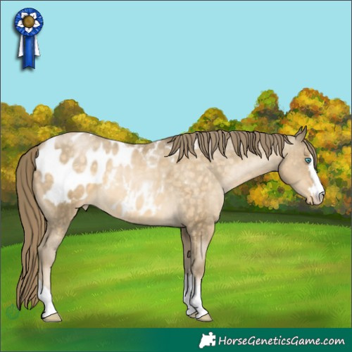 Horse Color:Buckskin Pearl Appaloosa 