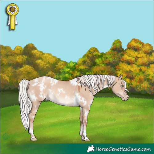 Horse Color:White Spotted Silver Sable Champagne Dun Rabicano 