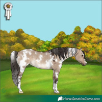 Horse Color:White Spotted Bay Dun Rabicano 
