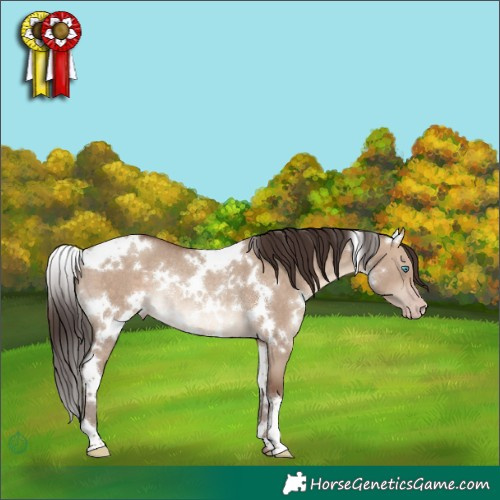 Horse Color:White Spotted Sable Champagne Dun Rabicano 