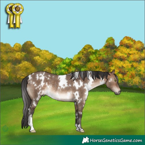 Horse Color:White Spotted Brown Dun Rabicano 