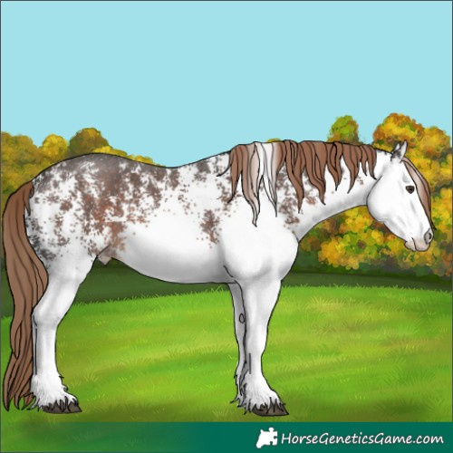 Horse Color:White Spotted Liver Chestnut 