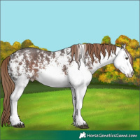 Horse Color:White Spotted Liver Chestnut