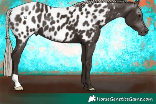 Horse Color:Gray Silver Black Appaloosa 