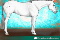 Horse Color:Gray White Spotted Grullo Appaloosa 