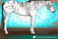 Horse Color:Gray White Spotted Grullo Appaloosa