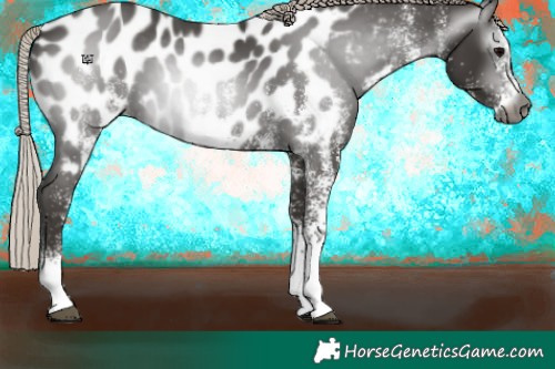 Horse Color:Gray White Spotted Silver Black Appaloosa 