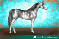 Horse Color:Gray White Spotted Bay 
