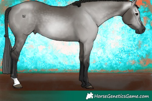 Horse Color:Gray Grullo