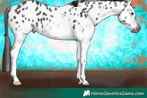 Horse Color:Gray White Spotted Black Appaloosa 