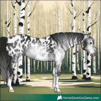 Horse Color:Gray White Spotted Black Blanket 