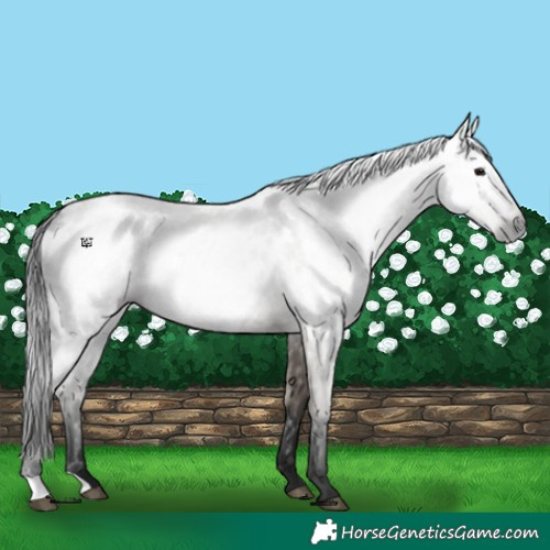 Horse Color:Gray Grullo Near Leopard