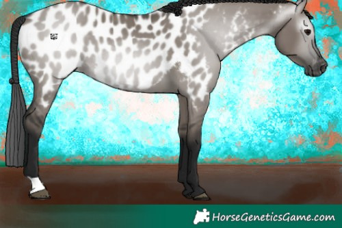 Horse Color:Gray Grullo Appaloosa 