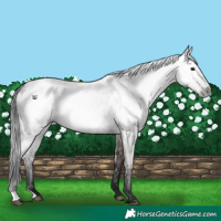 Horse Color:Gray Grullo Appaloosa 
