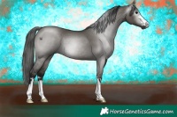 Horse Color:Gray Grullo 