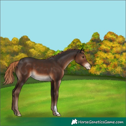 Horse Color:Liver Chestnut Appaloosa 