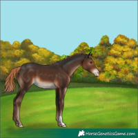 Horse Color:Liver Chestnut Varnish 