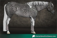 Horse Color:Platinum Silver Buckskin Tobiano 