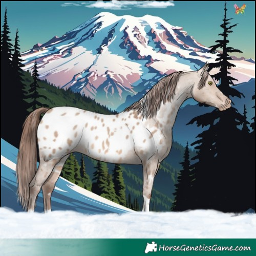 Horse Color:White Spotted Sable Champagne Dun Tobiano Appaloosa Rabicano 