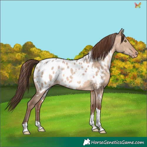 Horse Color:White Spotted Sable Champagne Dun Tobiano Appaloosa Rabicano 