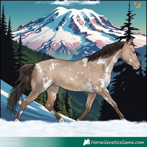 Horse Color:White Spotted Sable Champagne Dun Rabicano 