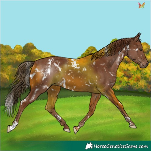 Horse Color:White Spotted Chestnut