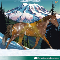 Horse Color:White Spotted Chestnut