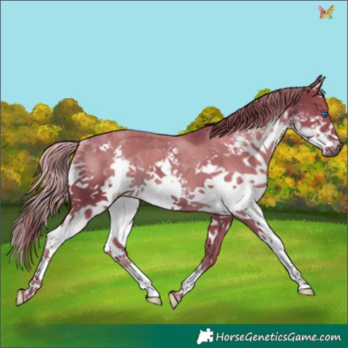 Horse Color:Watercolor Liver Chestnut Splash