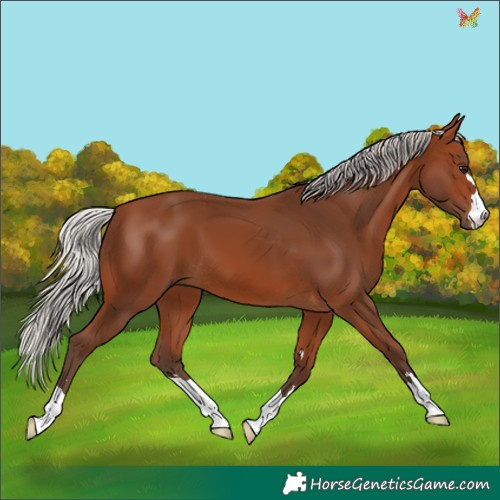 Horse Color:Silver Brown 