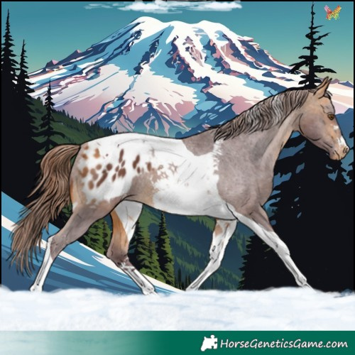 Horse Color:Chocolate Buckskin Tobiano Blanket 