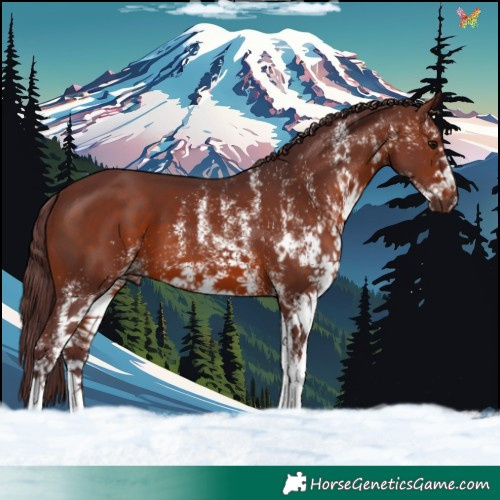 Horse Color:White Spotted Chocolate Brown 