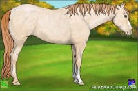 Horse Color:Buckskin Ice Pearl 