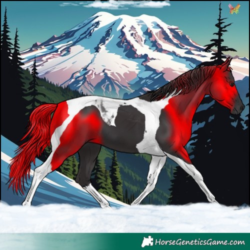Horse Color:Smoky Black Tobiano 