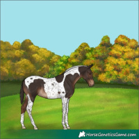 Horse Color:Liver Chestnut Tobiano 