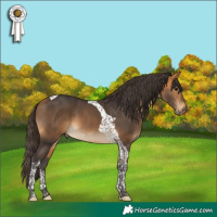 Horse Color:Buckskin Tobiano