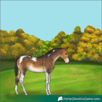 Horse Color:Buckskin Tobiano