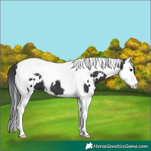 Horse Color:White Spotted Black Splash Tobiano 