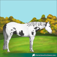 Horse Color:White Spotted Black Splash Tobiano