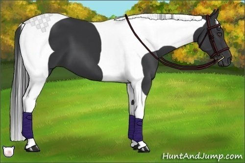 Horse Color:Black Tobiano Frame