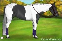 Horse Color:Black Tobiano Frame