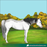 Horse Color:Grullo Roan Splash Frame