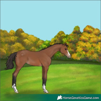 Horse Color:Bay Appaloosa 